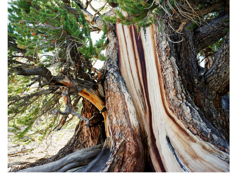 09 Sussman Bristlecone 0906 3030 1068px